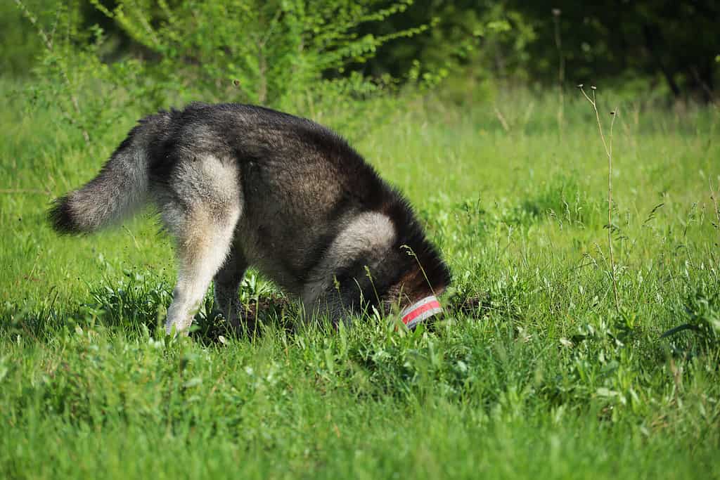 The Alaskan Malamute is digging a hole. The dog is digging in the grass