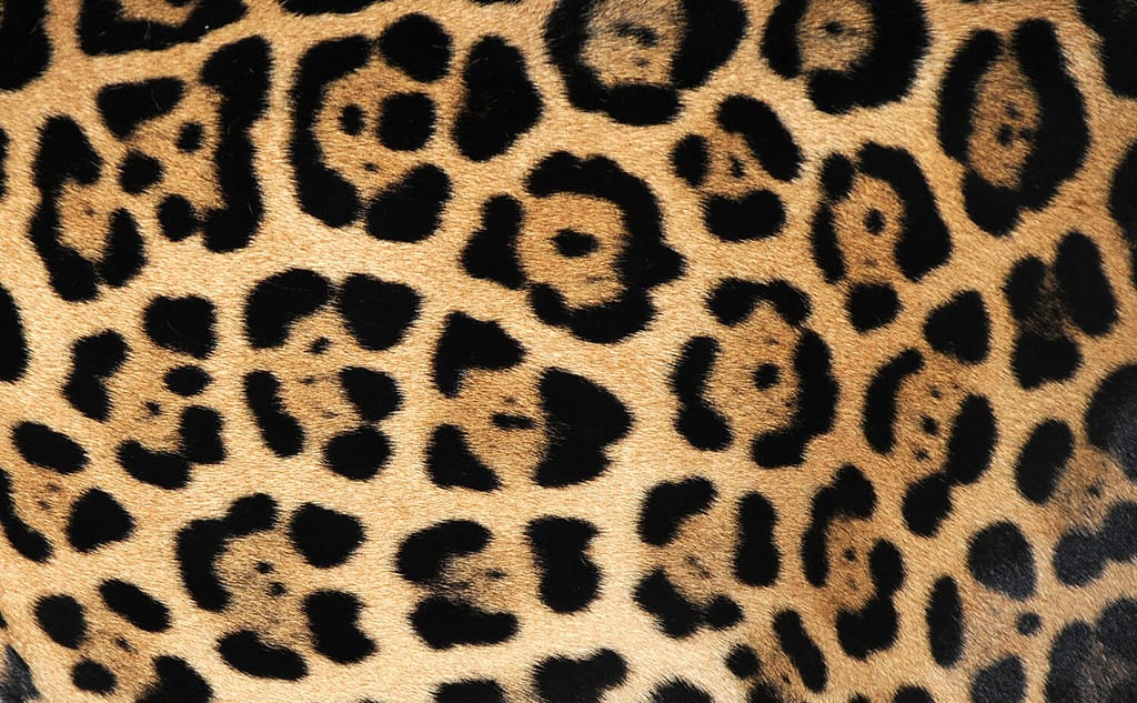 close up of jaguar or pantera onca showing flower pattern markings ,costa rica, central america. exotic big pussy cat hair fur hide similar leopard in tropical country near panama