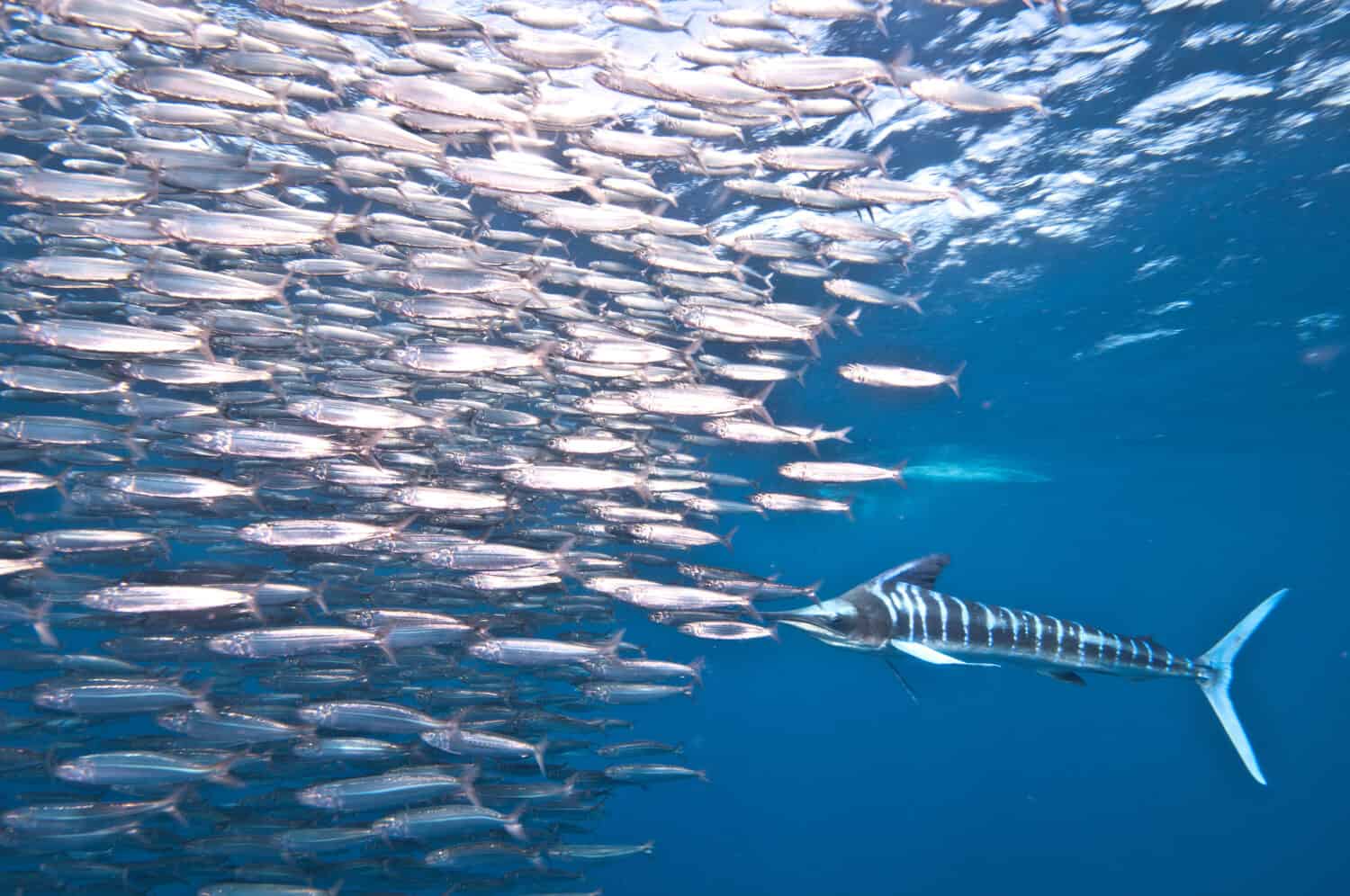 Striped Marlin (Kajikia Audax) launches forward at shoal of sardines