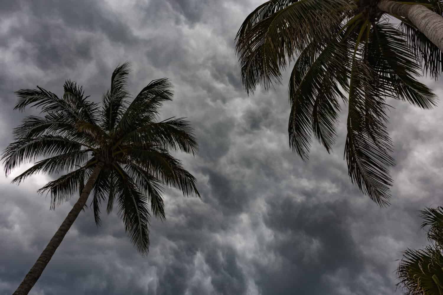 Ominous dark clouds backdrop cocoanut palm trees as severe storms near the coast.