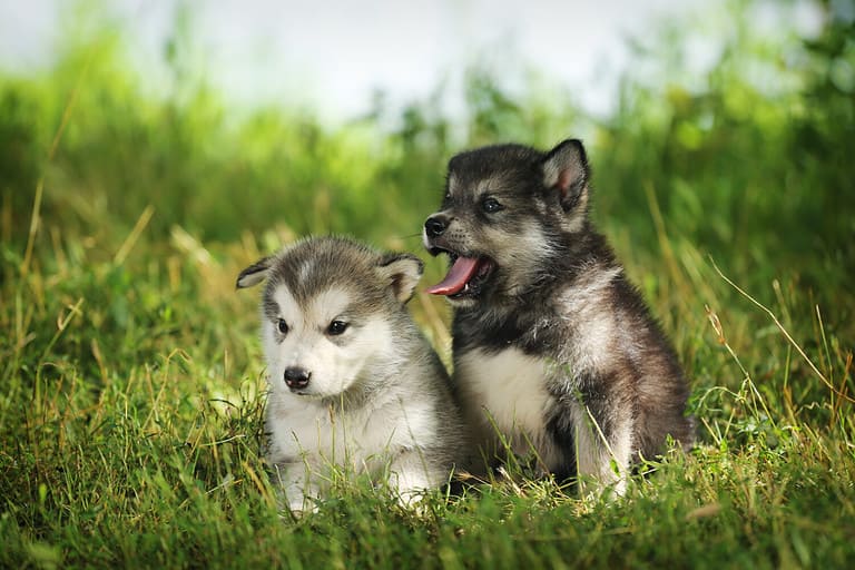 Puppies Malamute coat color agouti and white-grey.