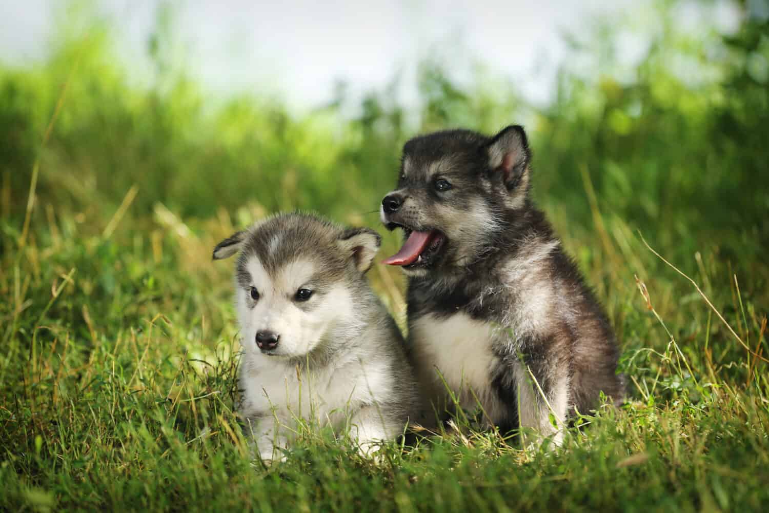 Two puppy. Puppies Malamute coat color agouti and white-grey.