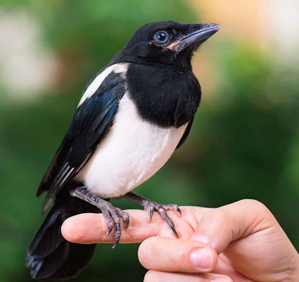 The close view of the nestling of magpie on a man hand. Bird on human hand.