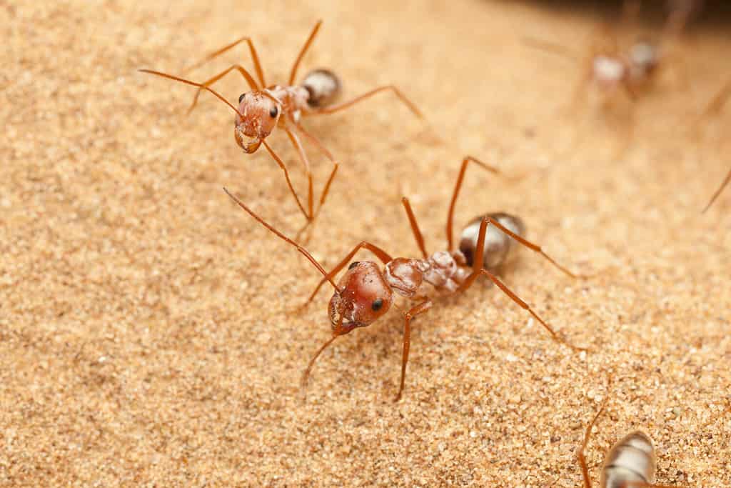 Saharan Silver Ant on Sahara desert