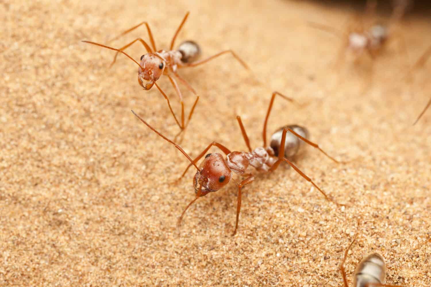 В африке водятся муравьи которые устраивают. Сахарский муравей. Серебряные муравьи пустыни Сахары. Муравей фаэтончик. Пустынные муравьи.