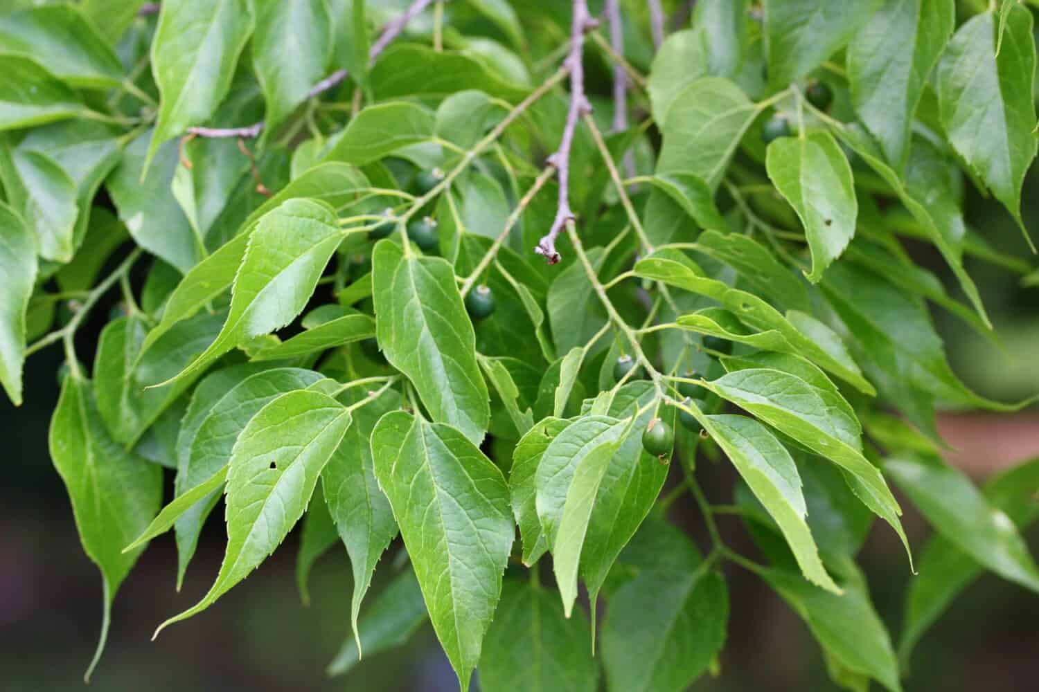 Celtis occidentalis, commonly known as the common hackberry, deciduous tree native to North America. Also known as the nettletree, sugarberry, beaverwood, northern hackberry, and American hackberry