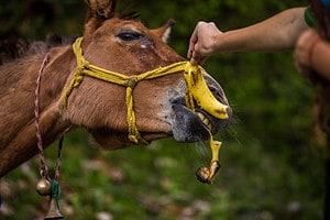 Can Horses Eat Banana? Picture