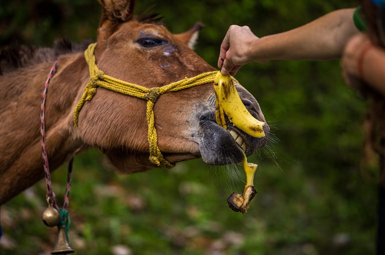horse eating banana