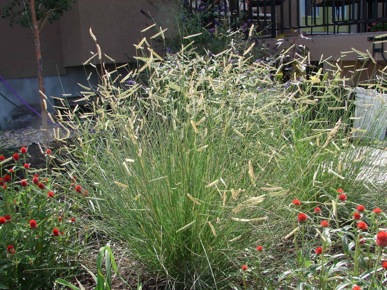 Bouteloua gracilis - blonde ambition. This is a beautiful ornamental grass that works well for Zone 4 gardens. 