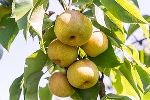 The 20 Best Fruit Trees That Grow In North Carolina Picture