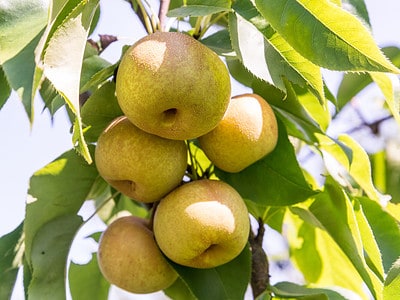 A The 7 Best Fruit Trees for Zone 6