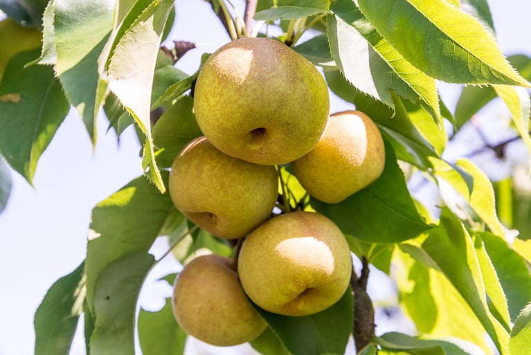 Asian pear Nashi Hosui, Pyrus pyrifolia