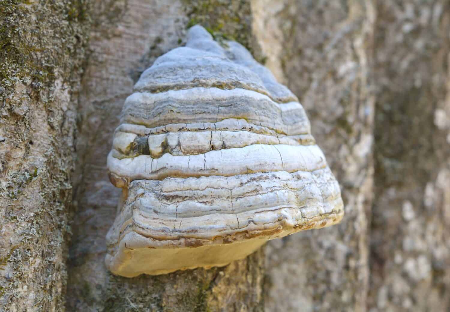 Fomes fomentarius, commonly known as the tinder fungus, false tinder fungus, hoof fungus, tinder conk, tinder polypore or ice man fungus