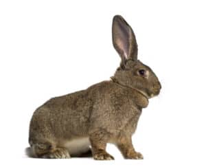 Flemish Giant Rabbit Lifespan: How Long Do Flemish Giant Rabbits Live? Picture