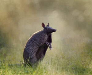 Discover the 21 States and Regions Where Armadillos Live Picture