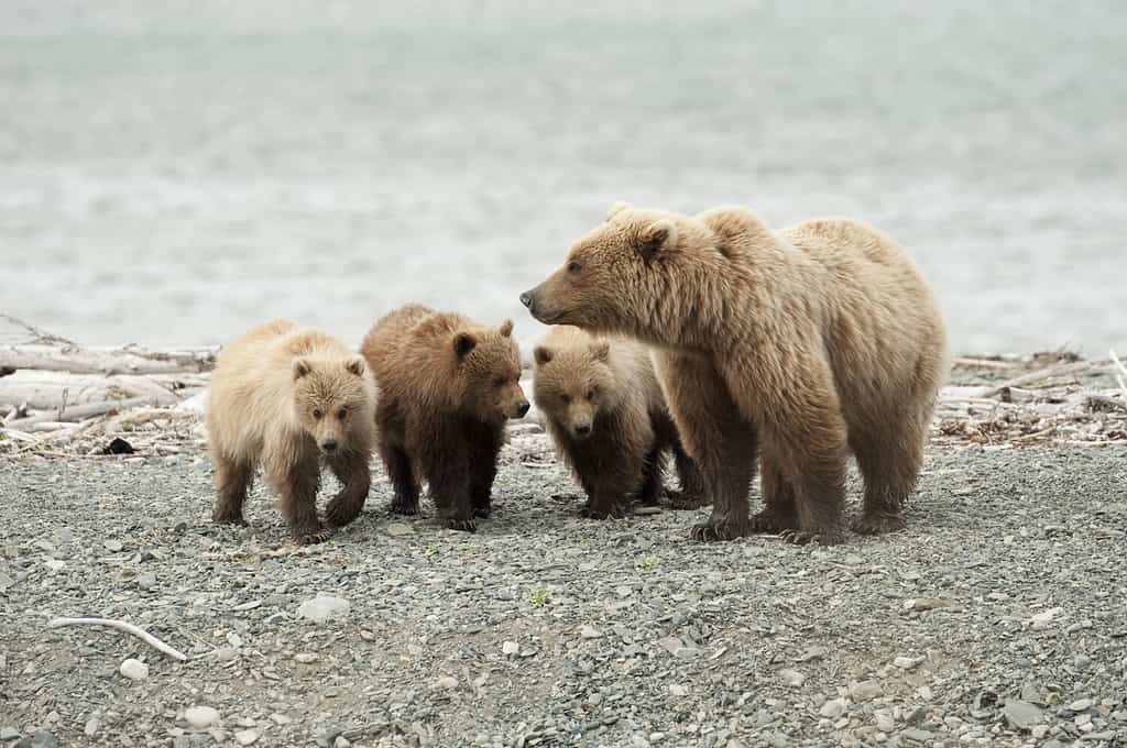 A mother brown bear with her three cubs.