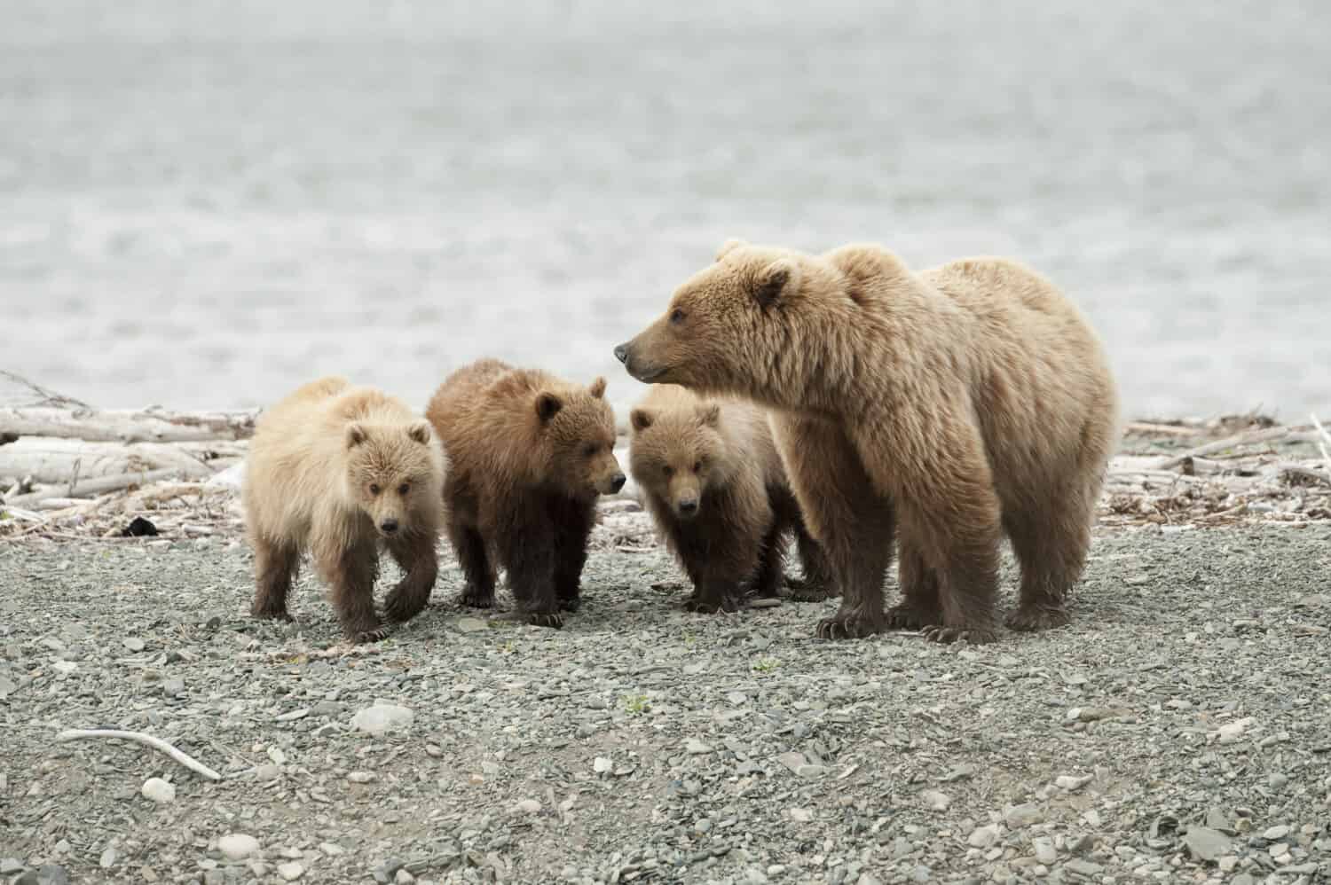 A mother brown bear with her three cubs.