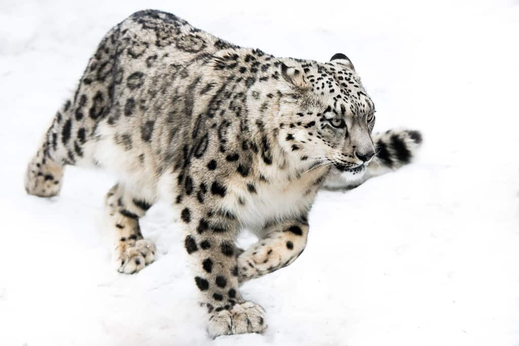 snow leopard chasing mountain goat