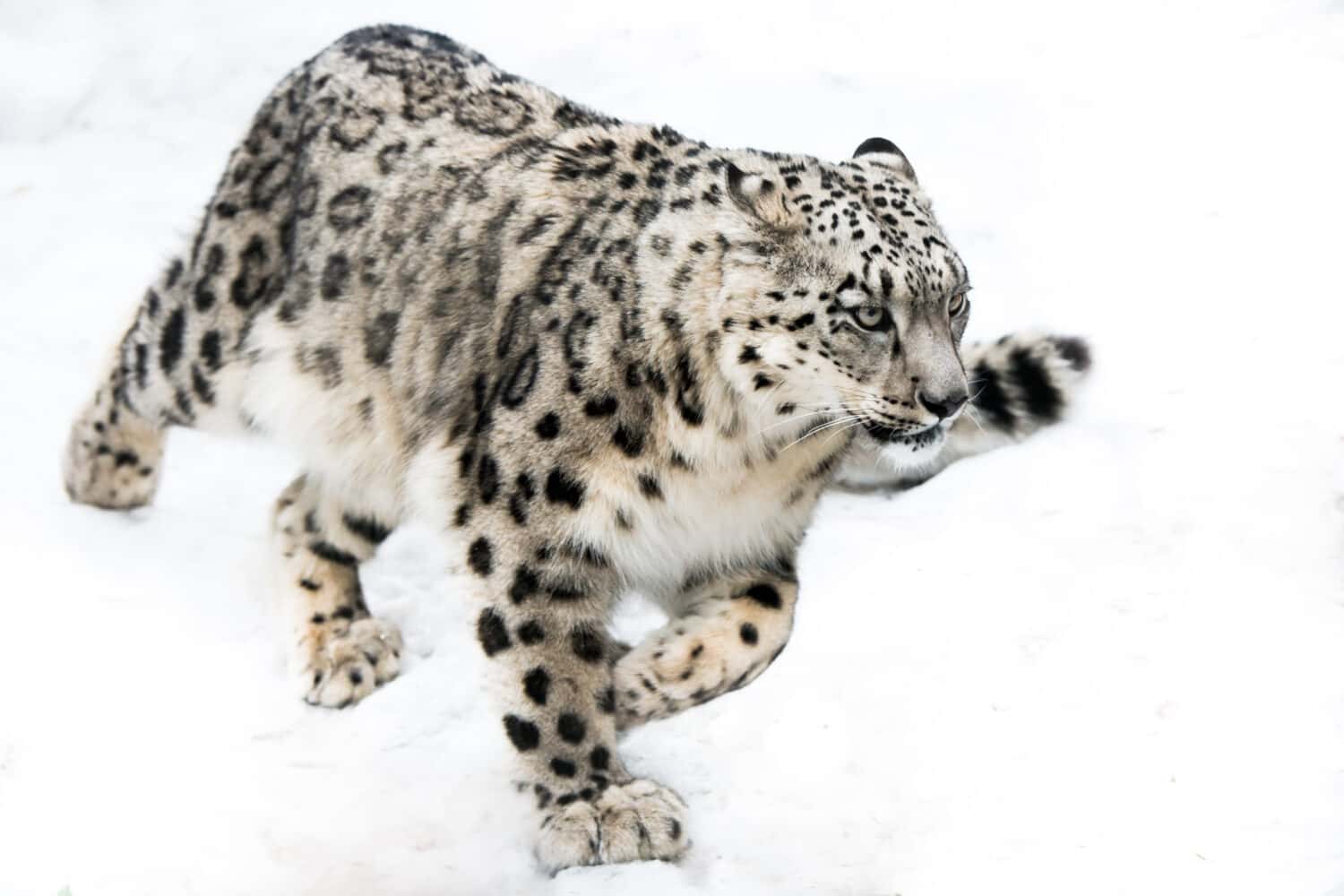 Discover How Far and How High Snow Leopards Can Jump AZ Animals