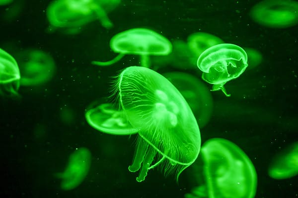 How Old is the Oldest Jellyfish Ever? - A-Z Animals