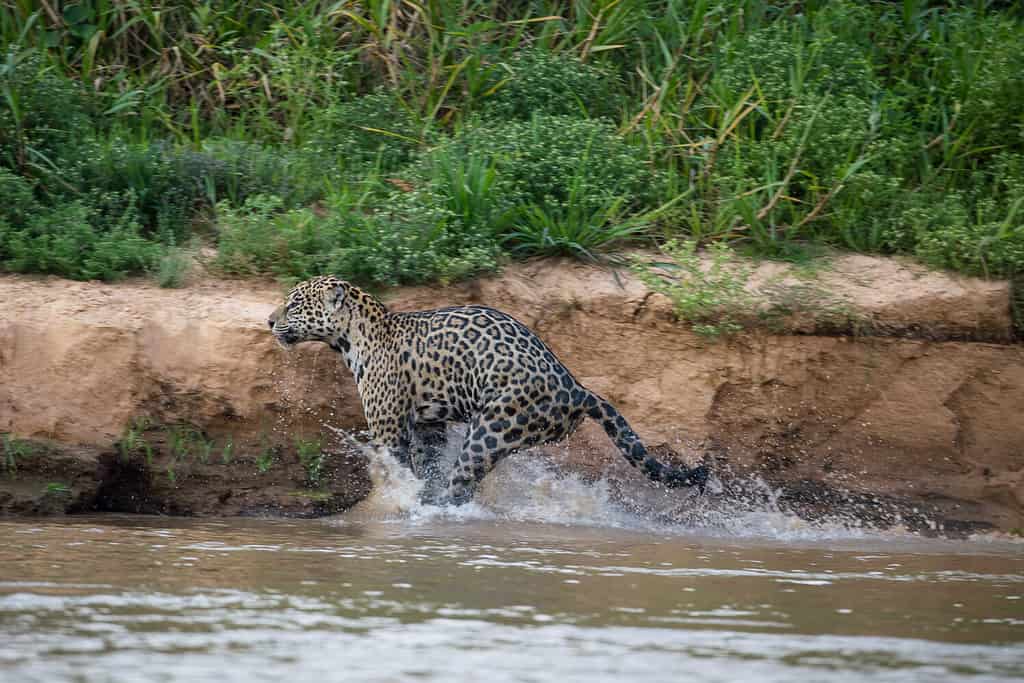 Power of Jaguars: A young female jaguar coils her powerful muscles to leap onto the river bank. She's the image of grace in action, water splashing, tail out, beautiful.