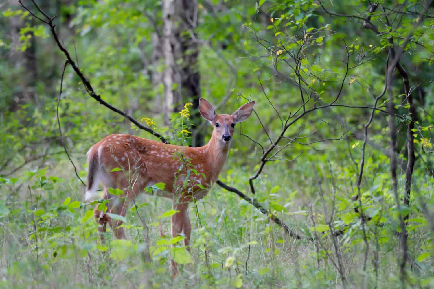 White-tailed deer fawn walking in the dark forest in Canada