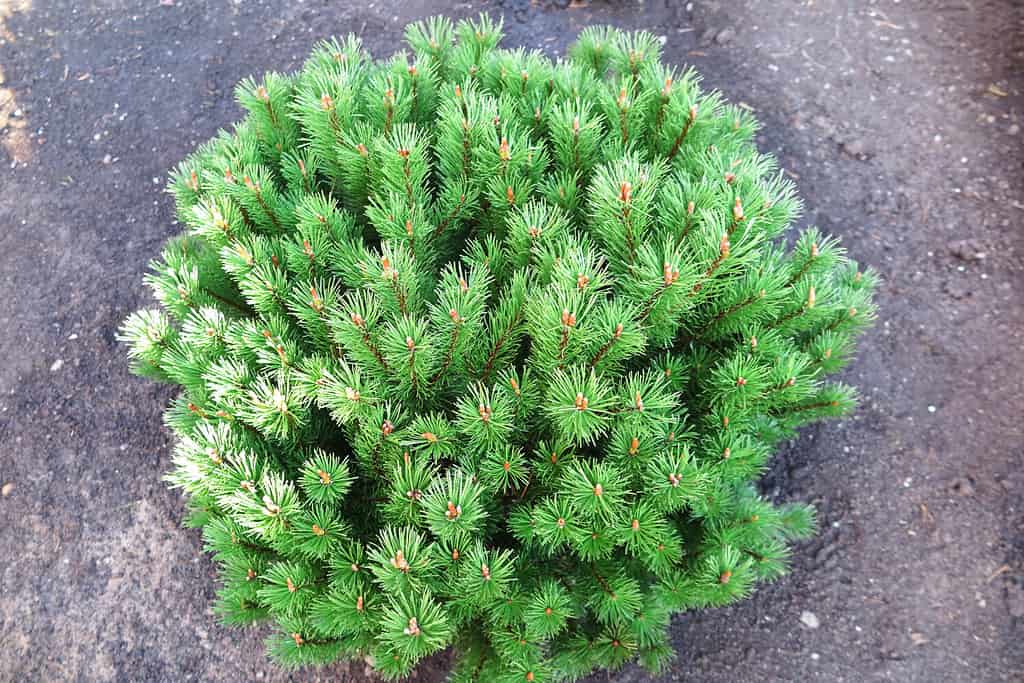 Dwarf cultivar pine (Pinus mugo "Mops") in the garden