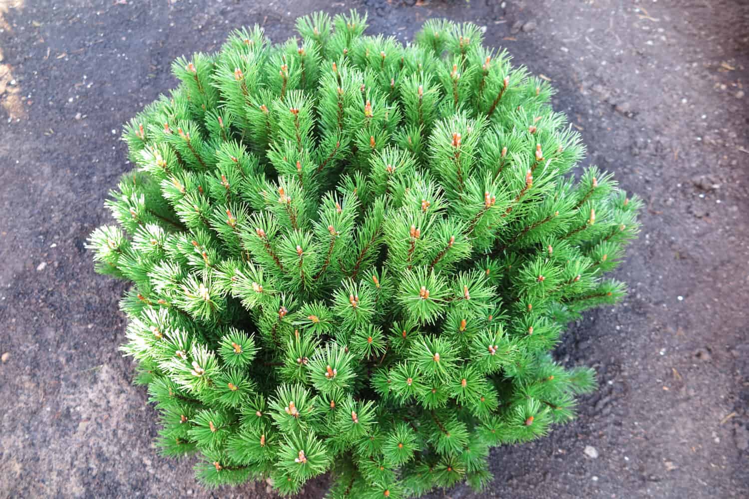 Dwarf cultivar pine (Pinus mugo "Mops") in the garden