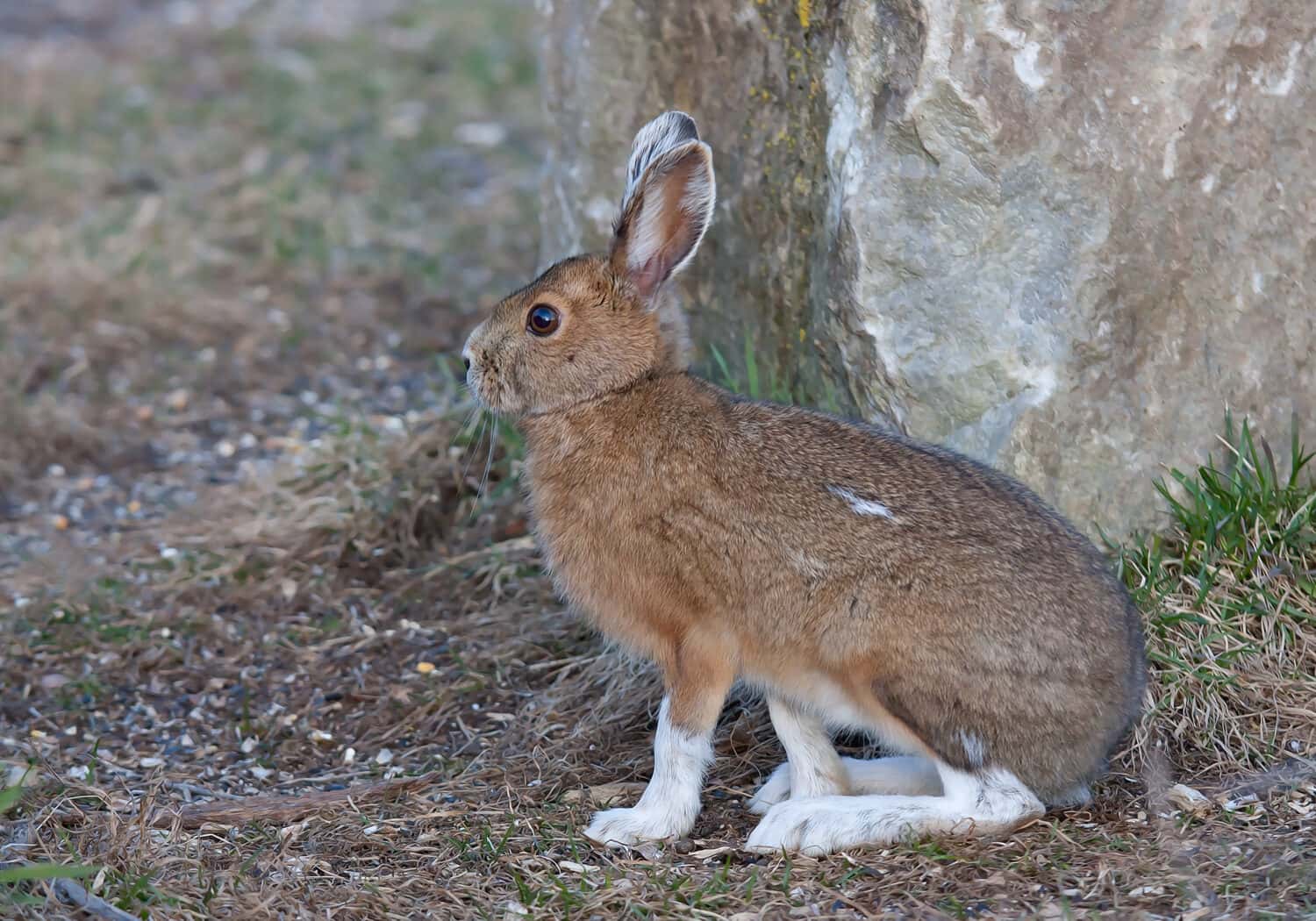 Snowshoe hare or Varying hare with brown coat in spring in Canada