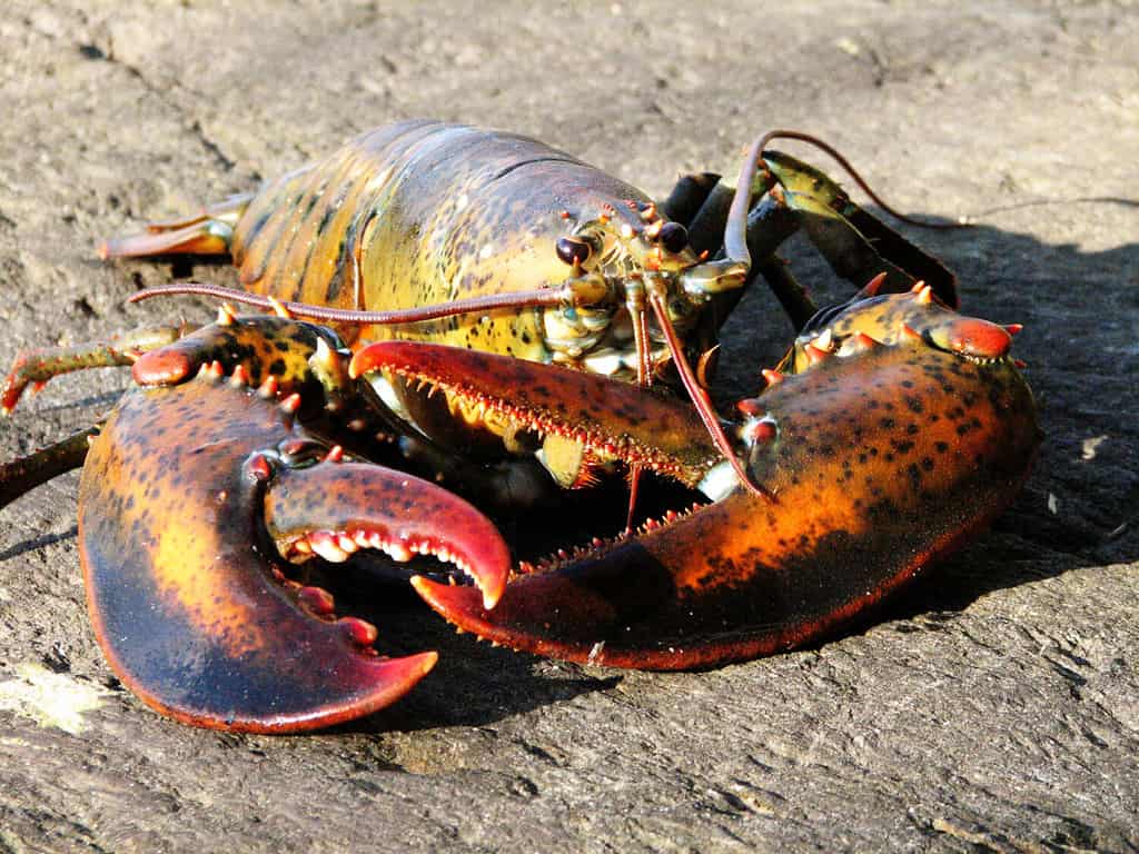 Live lobster with big claws on the beach in Maine.