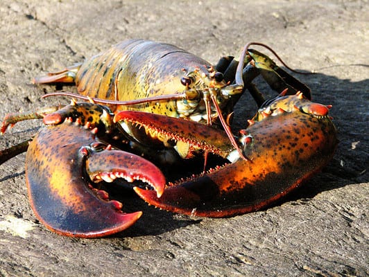 Discover 5 Types of Sea Animals With Shells (and Why They Have Them ...