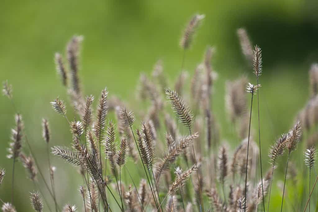 Agropyron cristatum, crested wheat grass, crested wheatgrass, fairway crested wheat grass