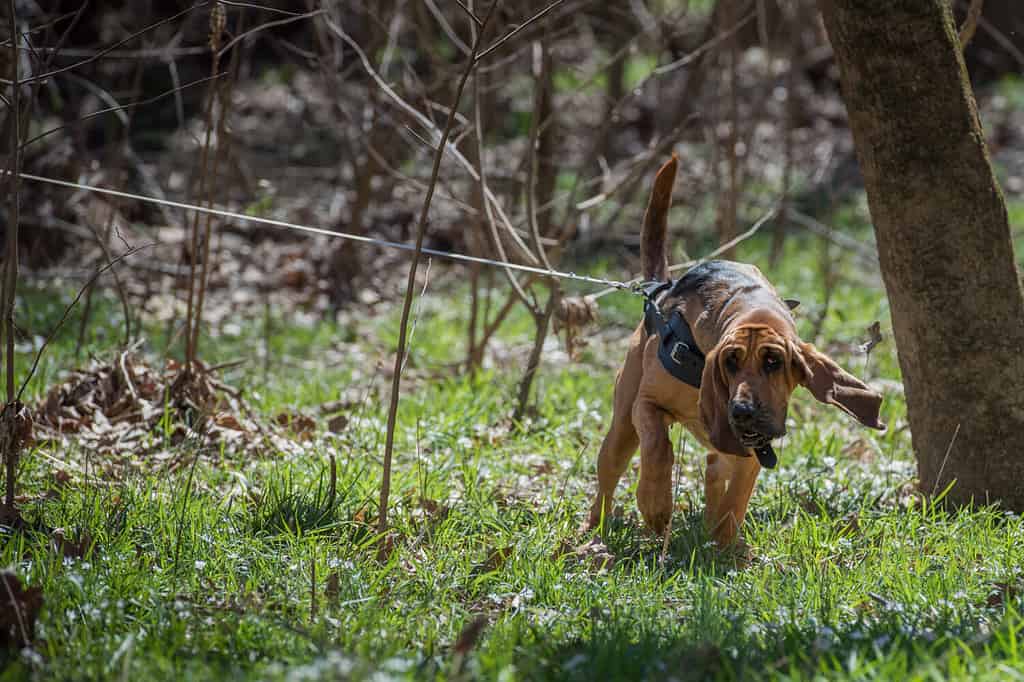 Bloodhound wearing harness tracking