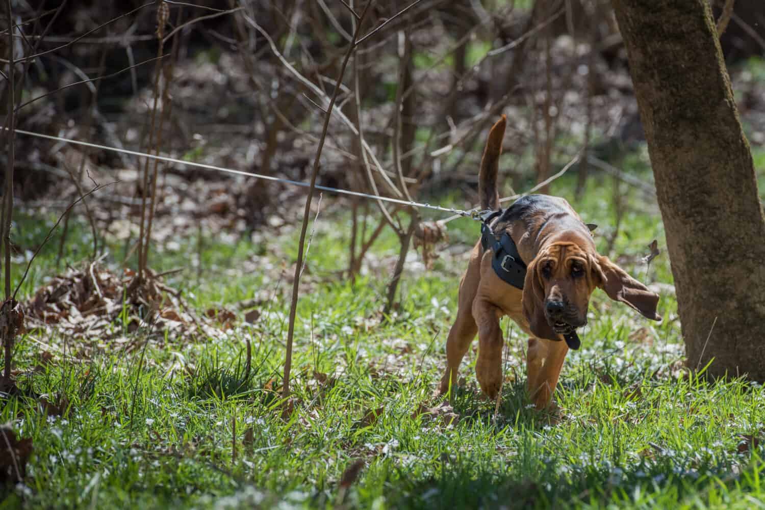 How Smart Are Bloodhounds