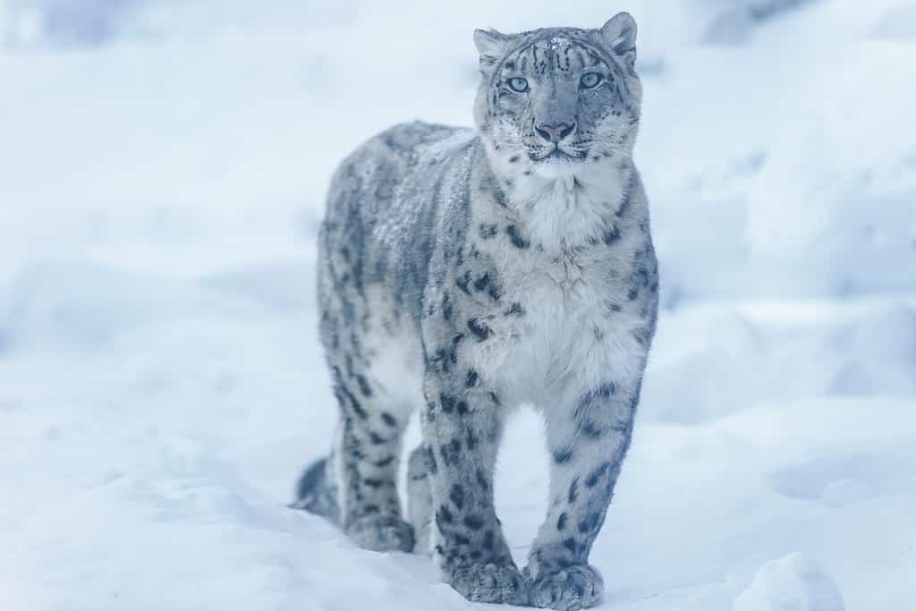 View Snow Leopard.