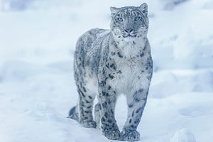 See the Viral Photo of a Hidden Snow Leopard That’s Driving the Internet Crazy photo