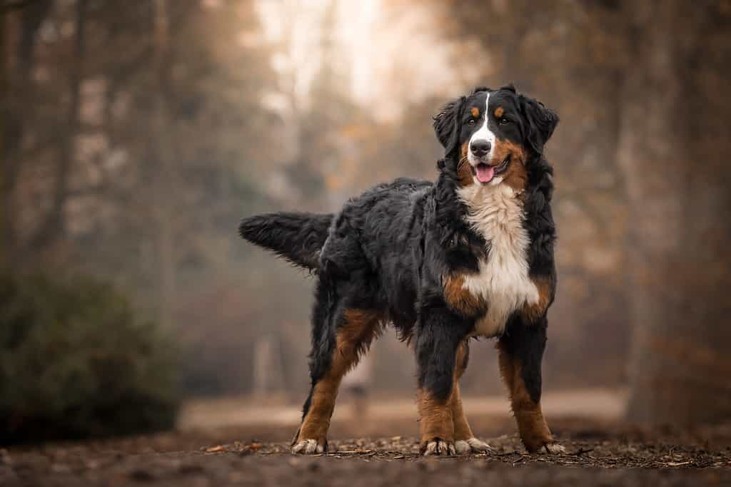 Adorable Cute Female Of Bernese Mountain Dog Standing In The Park