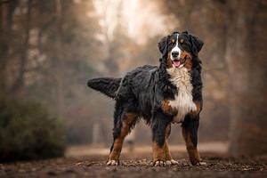 Discover Common Bernese Mountain Dog Colors and Markings Picture