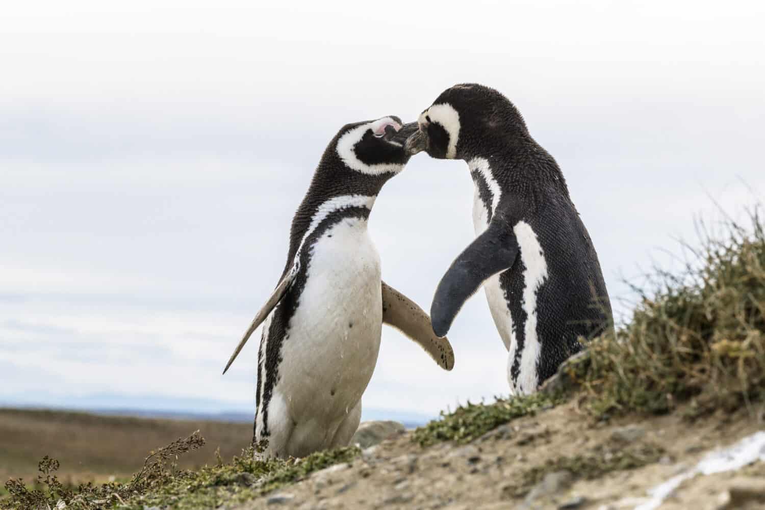 Kissing Magellanic penguins in Patagonia, Chile, South America