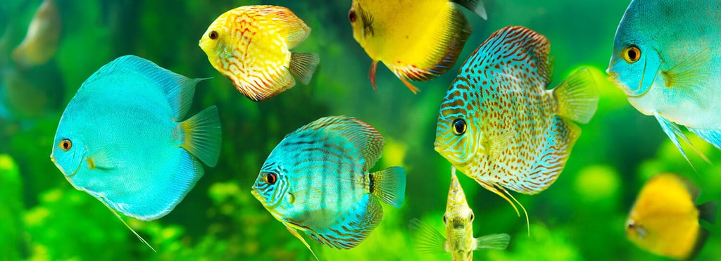 colorful tropical discus fish on green background, banner.