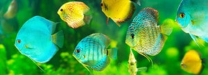 The 17 Best Tankmates for Discus Fish Picture