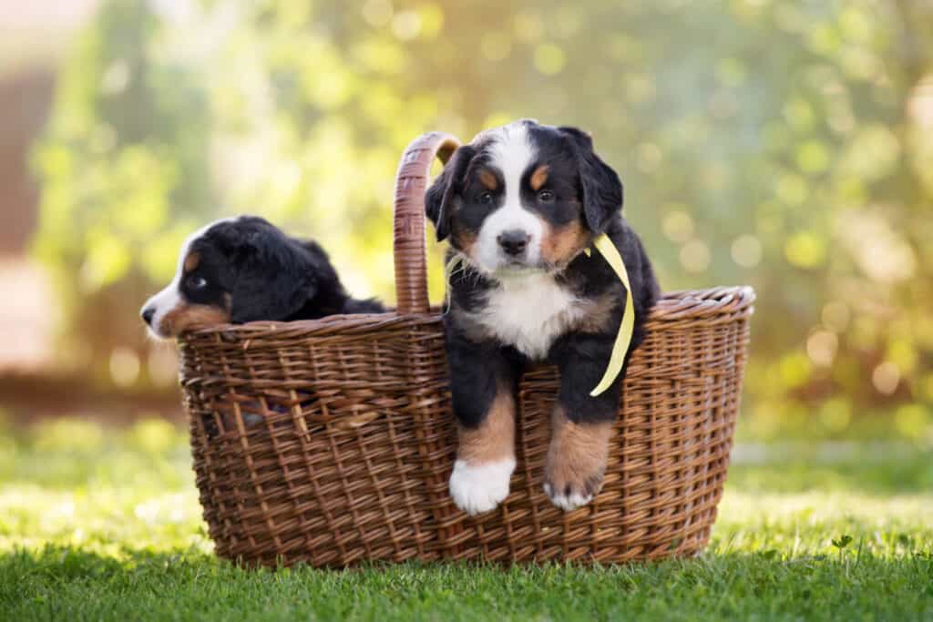 bernese mountain puppy in a basket outdoors