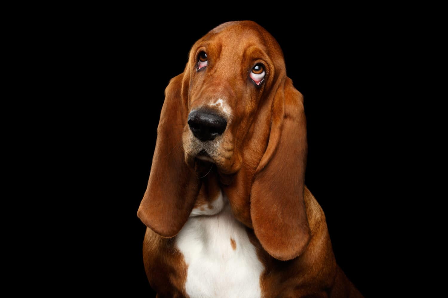 Portrait of Pitiful Basset Hound Dog Looking up on Isolated black background, front view