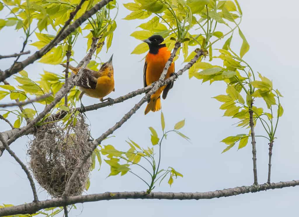 The Home of the Baltimore Orioles. A pair of orioles share the duties of nest building.