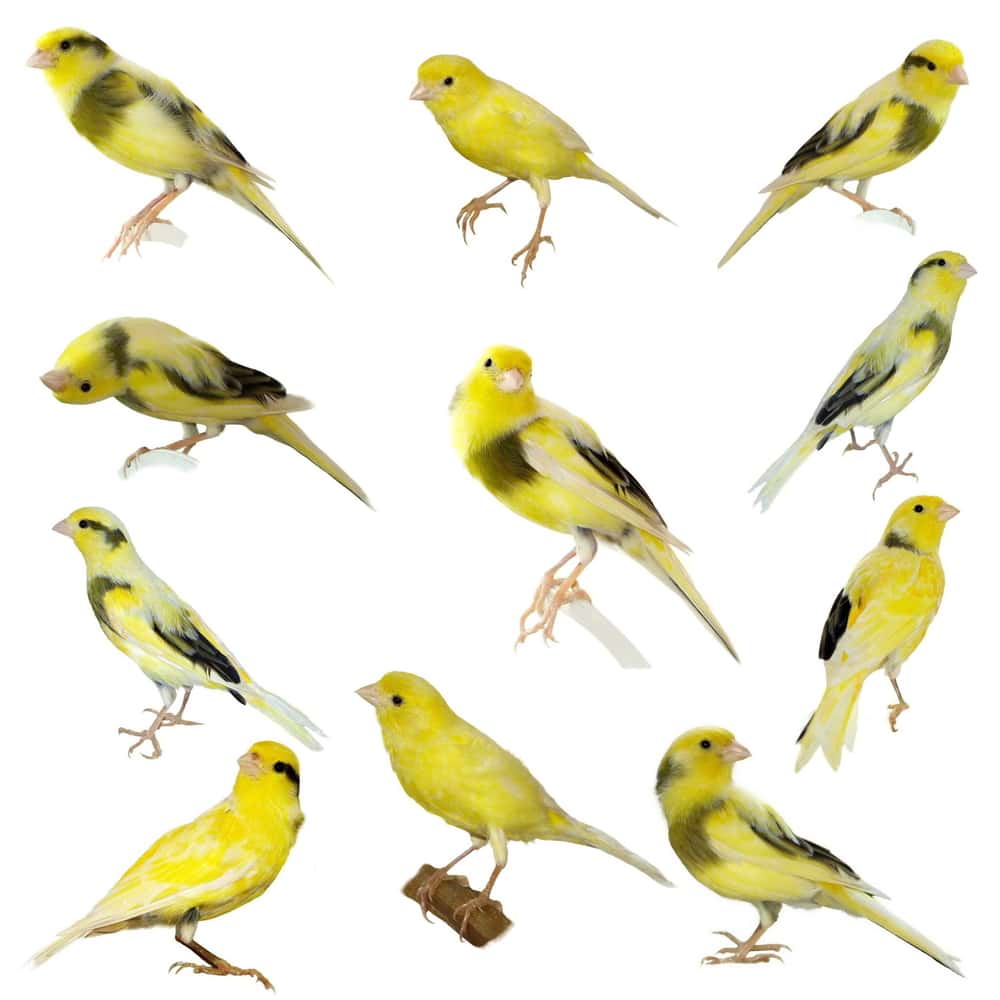 Yellow canary Serinus canaria on a white background ( exclusive)