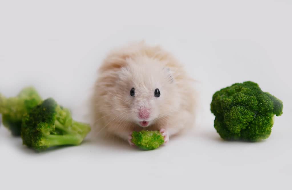 Hamster eating broccoli.