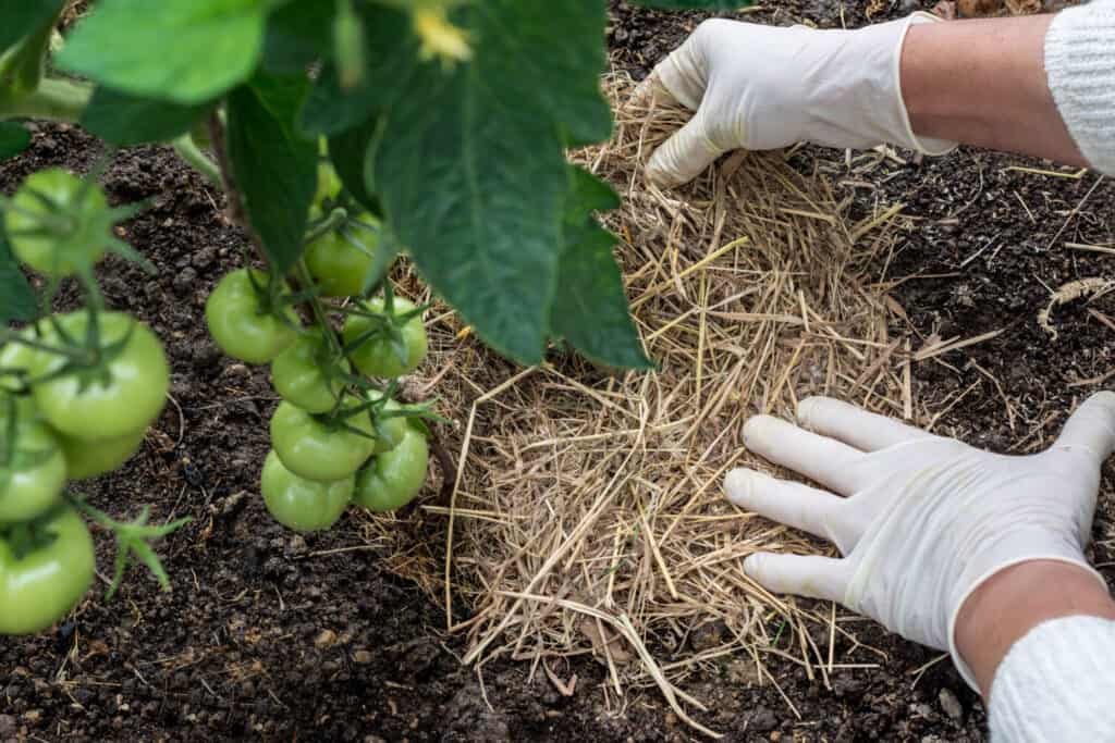 Organic mulching tomatoes. Woman is placing natural mulch (straw) around the stems of tomato, care of tomatoes concept