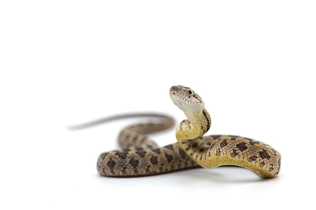 rat snake attack pose isolated on white background