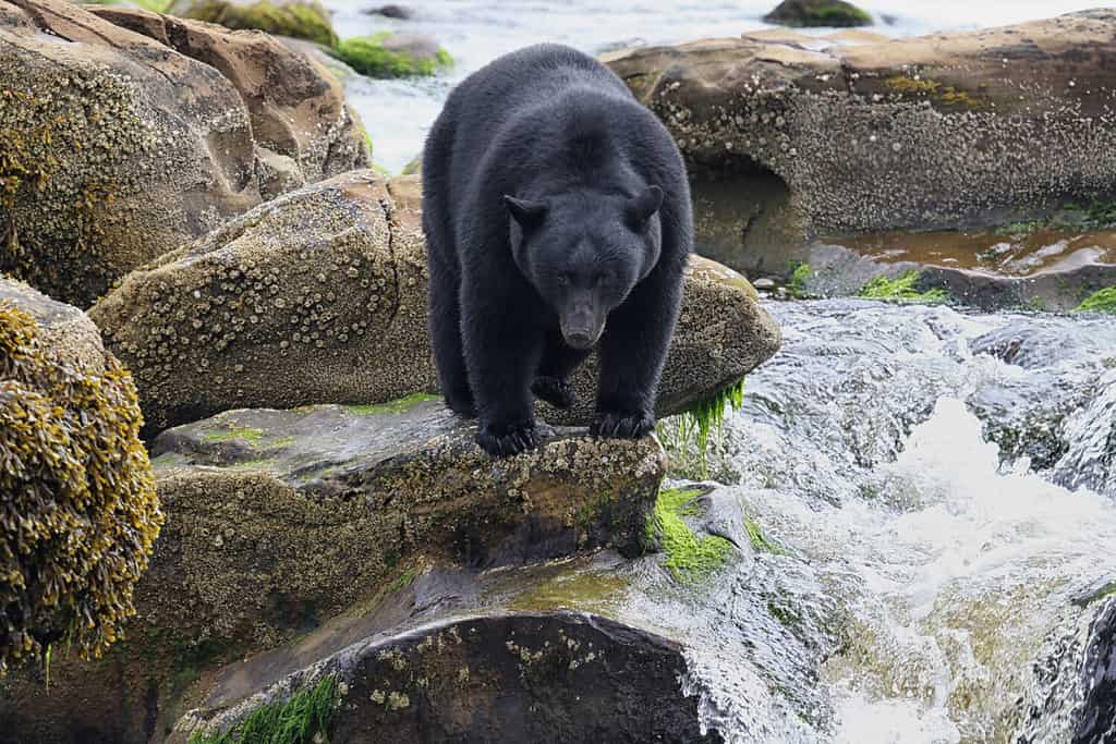 Black Bear by the river fishing