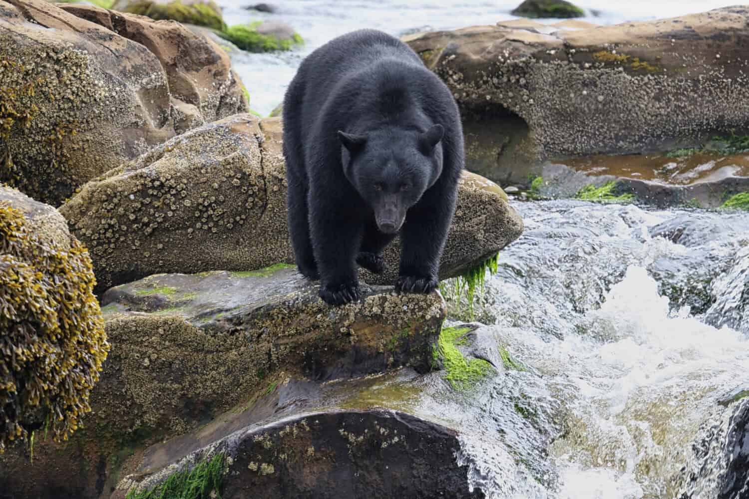 Wild Black Bear (Ursus americanus) by the river fishing. Vancouver Island, British Columbia, Canada.
